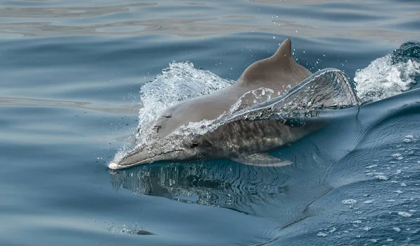 Zbliżenie Delfinów Przybrzeżnych Wodach Muhafazat Musandam — Zdjęcie stockowe