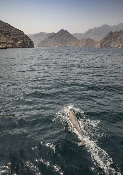 Delfin Przybrzeżnych Wodach Muhafazat Musandam — Zdjęcie stockowe