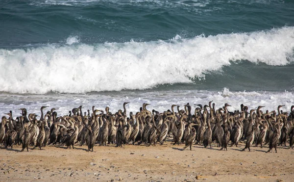Aves Cormoranes Playa Musandam Omán Sobre Fondo Del Mar — Foto de Stock