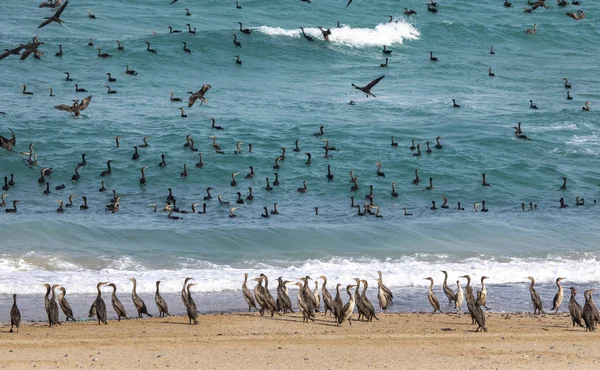 Aves Cormoranes Volando Sobre Fondo Marino Sobre Playa Musandam Omán — Foto de Stock