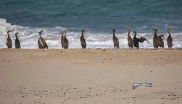 Botella Agua Plástico Aves Cormorán Playa Cormoranes Musandam Omán — Foto de Stock