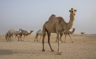 Dubai yakınındaki bir çölde yürüyen deve