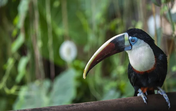 Curioso Tucán Pájaro Socializando Con Transeúntes —  Fotos de Stock