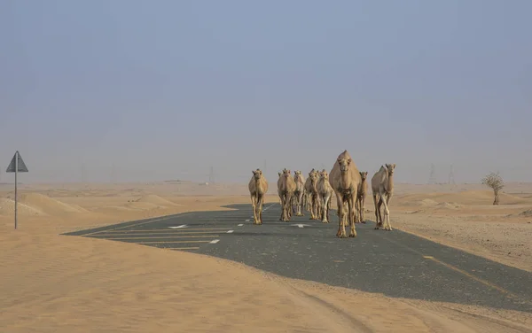 Camelos Caminhando Deserto Perto Dubai — Fotografia de Stock