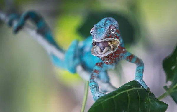 Camaleón Azul Está Merendando — Foto de Stock