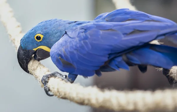 Jacinto Pájaro Guacamayo Planeta Verde Zoológico Dubai —  Fotos de Stock