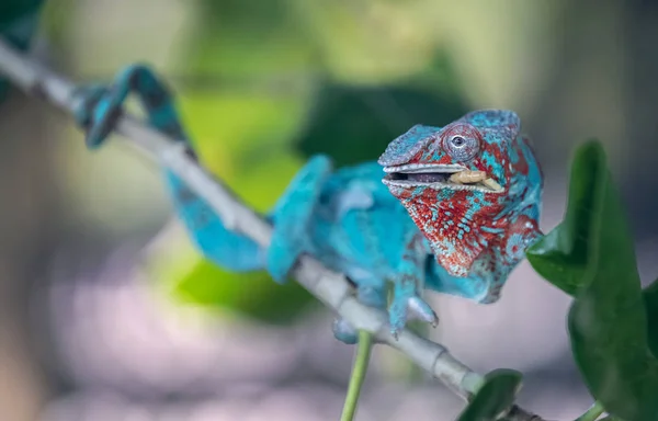 Mlsání Modrý Chameleon — Stock fotografie