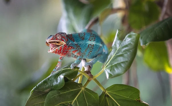 Camaleón Azul Está Merendando — Foto de Stock