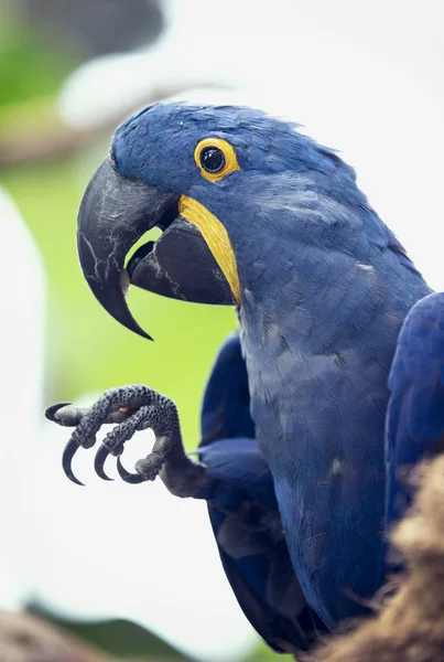 Jacinto Pájaro Guacamayo Planeta Verde Zoológico Dubai —  Fotos de Stock