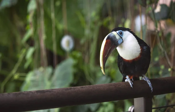 Passbyers Ile Sosyalleşme Meraklı Toucan Kuş — Stok fotoğraf