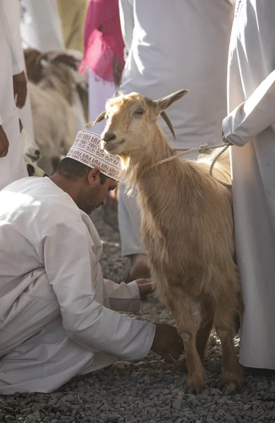 Nizwa Oman Września 2018 Omanu Mężczyźni Rynku Kupna Sprzedaży Kozy — Zdjęcie stockowe