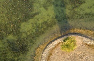 Dubai yakınındaki al Qudra Gölü su tarafından Tree