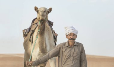 Madinat Zayed, Birleşik Arap Emirlikleri - 15 Aralık 2017: üst düzey Arap adam milyon nerede deve satın aldı ve satılan Street onun deve ile