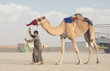Madinat Zayed, Birleşik Arap Emirlikleri, 15 Aralık 2017: Arap adam milyon nerede deve satın aldı ve satılan Street onun deve ile