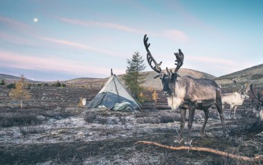 reindeer and tent on valley in northern Mongolia clipart