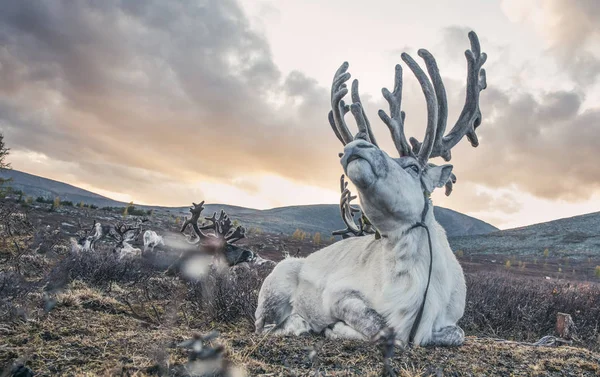 Rentiergruppe Liegt Auf Einem Tal Der Nordmongolei — Stockfoto