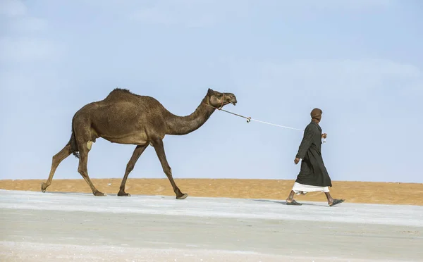 阿拉伯联合酋长国 Madinat Zayed 2018年12月22日 在沙漠中的百万街与骆驼同行的人的侧视图 — 图库照片