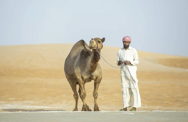 Мадинат Заид Оаэ Декабря 2018 Года Бедуин Своим Верблюдом Стоит — стоковое фото