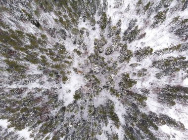 kış orman Estonya havadan görünümü