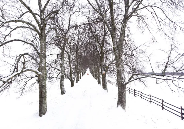 Aleja Drzew Zimą Mieście Vihula Estonia — Zdjęcie stockowe