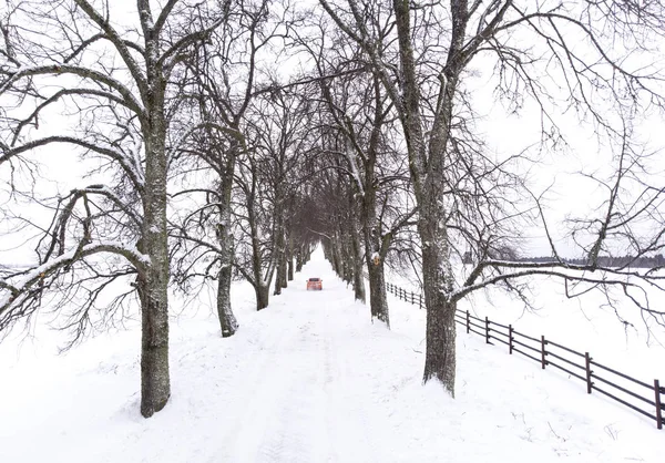 Vicolo Alberi Inverno Vihula Estonia — Foto Stock