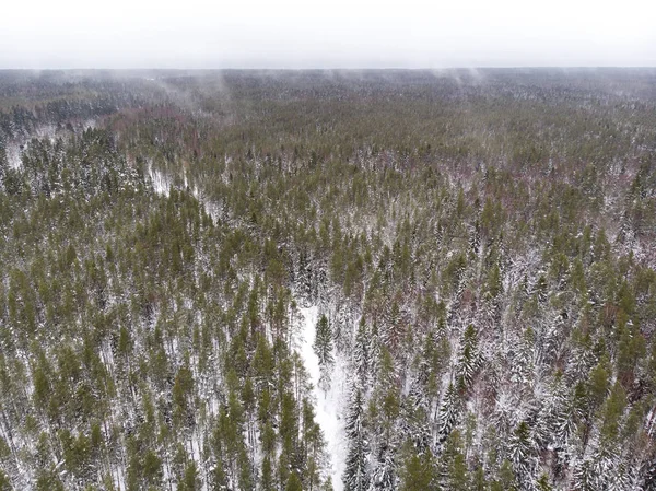 Vista Aérea Del Bosque Invierno Estonia —  Fotos de Stock