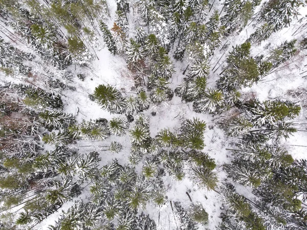 kış orman Estonya havadan görünümü