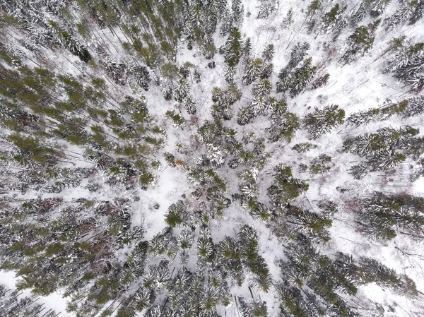 kış orman Estonya havadan görünümü