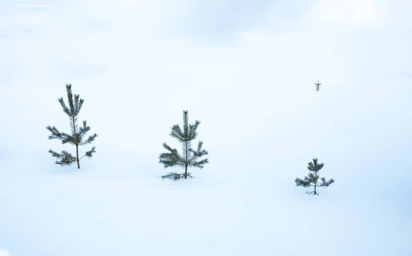 Iglaste Wiecznie Zielone Drzewa Pokryte Śniegiem — Zdjęcie stockowe