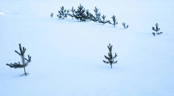 Coniferous Evergreen Trees Covered Snow — Stock Photo, Image