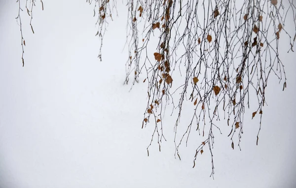 birch tree branches in winter reaching snow