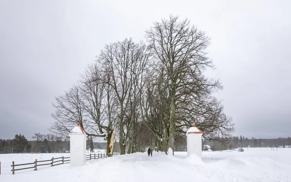 Callejuela Árboles Invierno Vihula Estonia — Foto de Stock