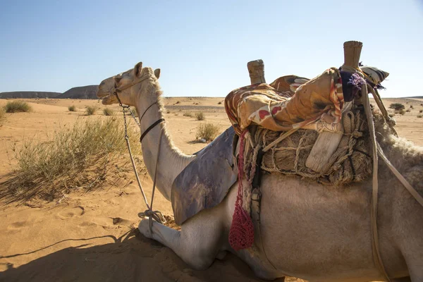 Gesatteltes Kamel Namibischer Wüste Sudan — Stockfoto