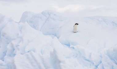 Buzdağı Antarktika Yarımadası kıyılarında kapalı Adelie penguen