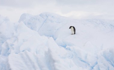 Adelie penguen bir Buzdağı Antarktika Yarımadası üzerinde