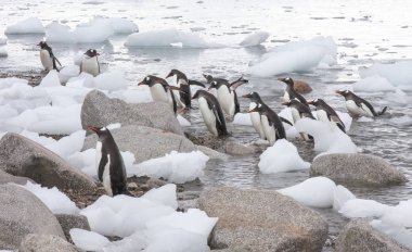 güzel Gentoo penguenleri karda yürüme