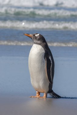 Antarktika Yarımadası'nda kıyısında Gentoo pengueni