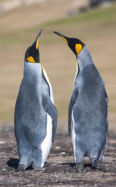 Kral çifti penguenler Antarktika Güney Gürcistan Adası