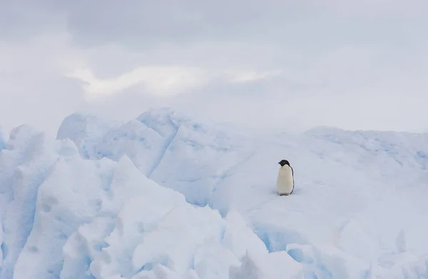 Adelie Penguin Iceberg Coast Antarctic Peninsula — Stock Photo, Image
