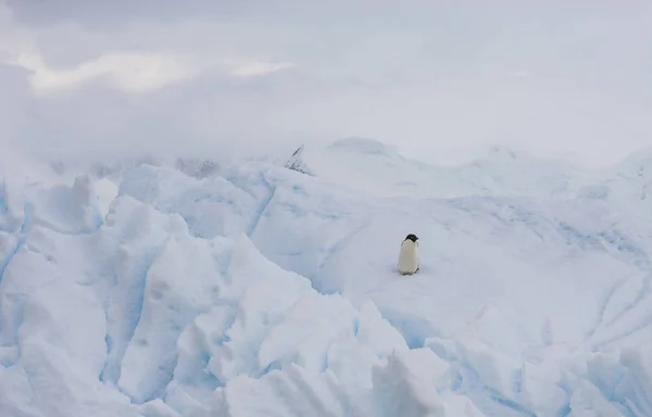 Adelie Penguin Iceberg Coast Antarctic Peninsula — Stock Photo, Image