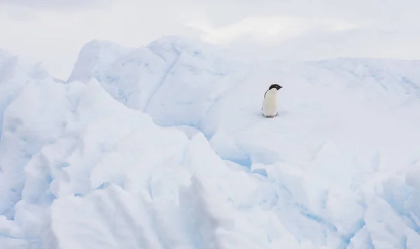 Adeliepinguin Auf Eisberg Vor Der Küste Der Antarktischen Halbinsel — Stockfoto