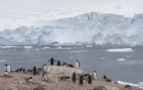 Gentoo Πιγκουίνος Ένθεσης Του Εδάφους Στο Λιμάνι Lockroy Ανταρκτική — Φωτογραφία Αρχείου