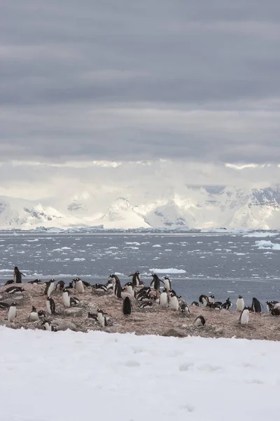 Gentoo Penguins Nesting Ground Port Lockroy Antarctica — стоковое фото