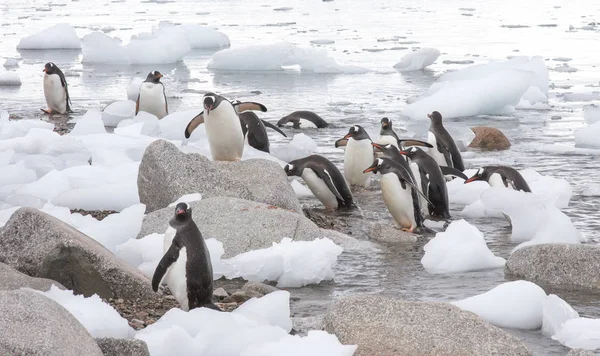 Groep Van Gentoo Pinguïns Wandelen Sneeuw — Stockfoto