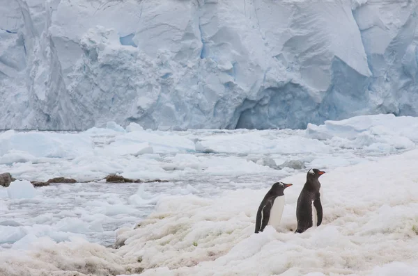 Adorabili Pinguini Gentoo Che Camminano Sulla Neve — Foto Stock