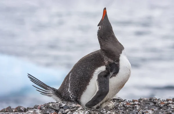 Gentoo penguin on nest in Antarctic peninsula