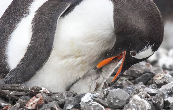 Çok Güzel Gentoo Pengueni Antartica Kıyısında Bebek Beslenme — Stok fotoğraf