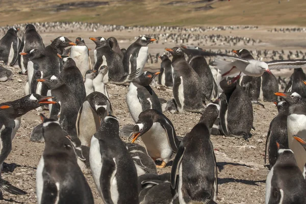 Gentoo Pingvin Fészkelőterületeiken Antartica — Stock Fotó