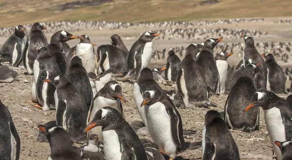 Pingwiny Białobrewe Gniazd Antarktydzie — Zdjęcie stockowe