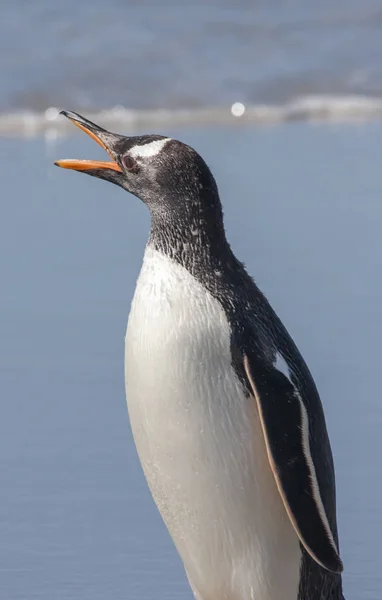 Gentoo Penguin Häckande Grunder Antarktis — Stockfoto